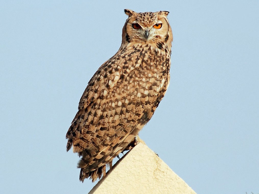 Pharaoh Eagle-Owl - Peter Arras