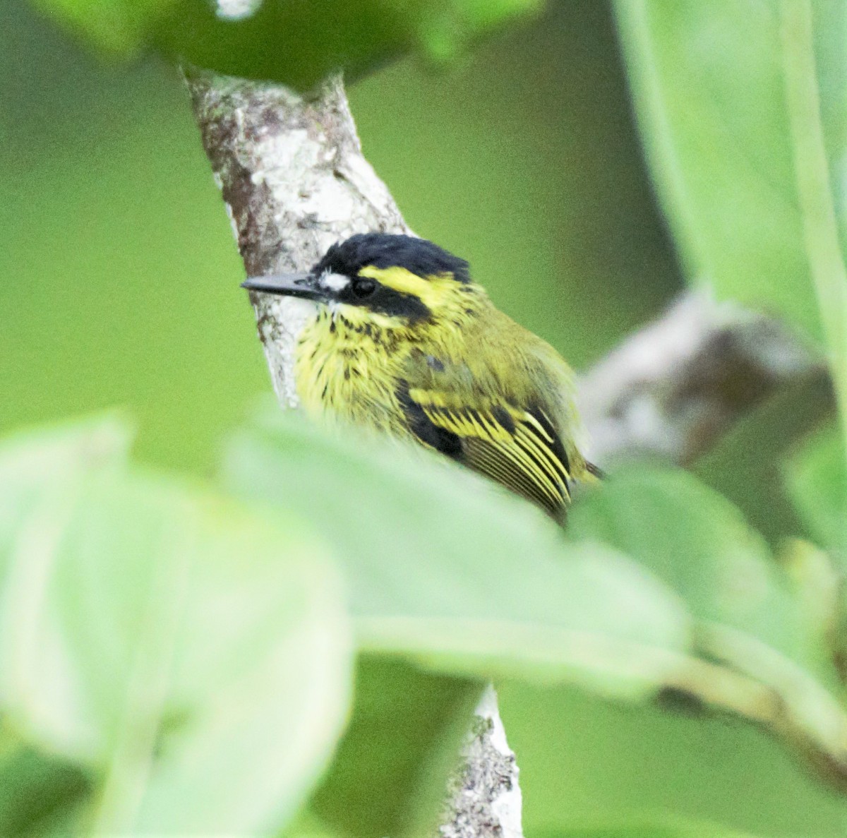 Yellow-browed Tody-Flycatcher - Sue Riffe