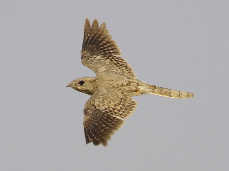 Egyptian Nightjar - Knut Hansen