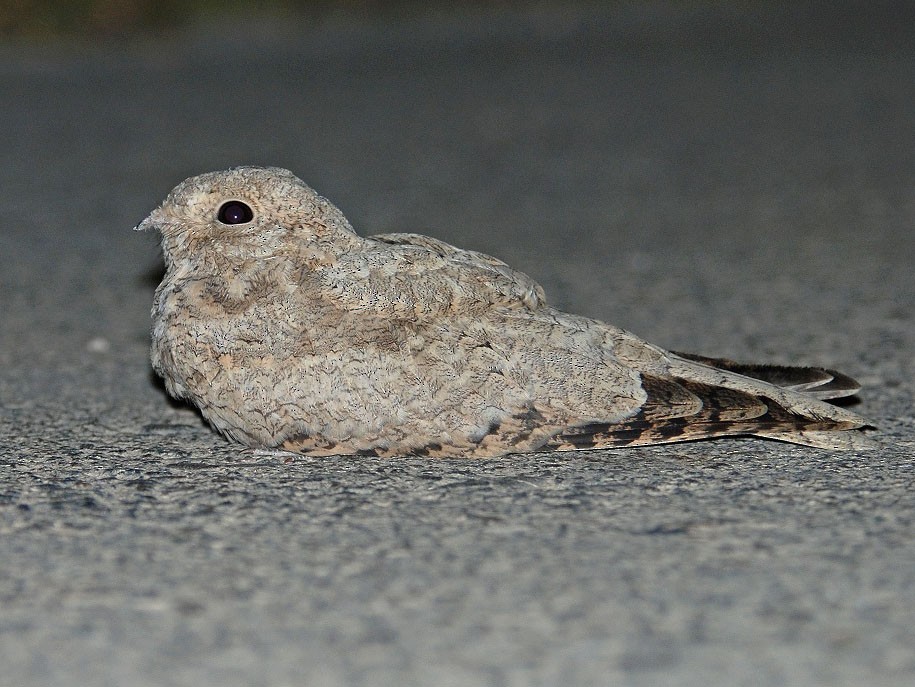 Egyptian Nightjar - Peter Arras