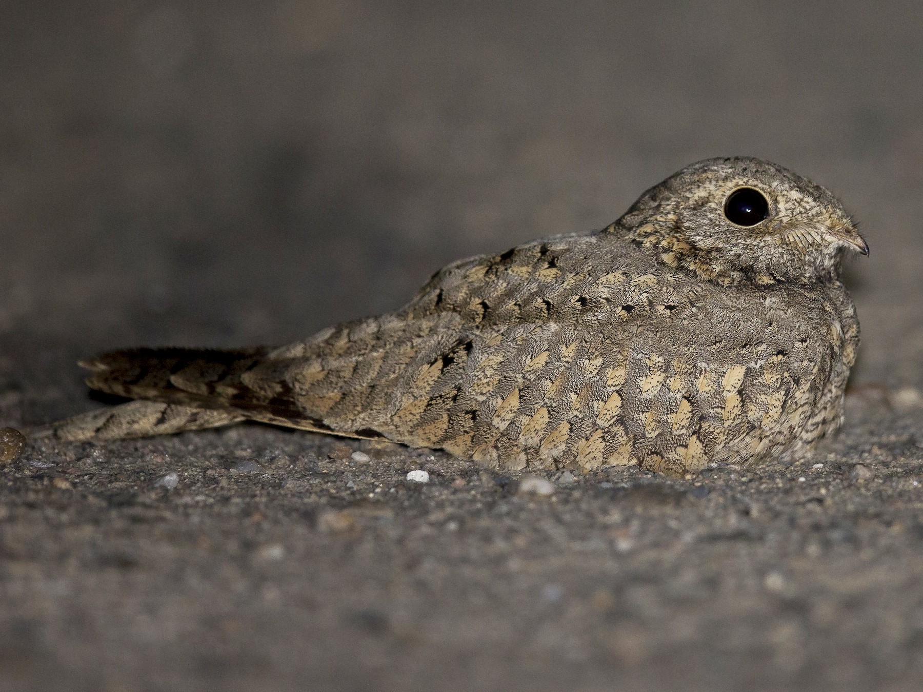 Egyptian Nightjar - Omar alshaheen