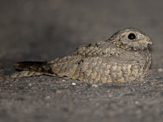  - Egyptian Nightjar