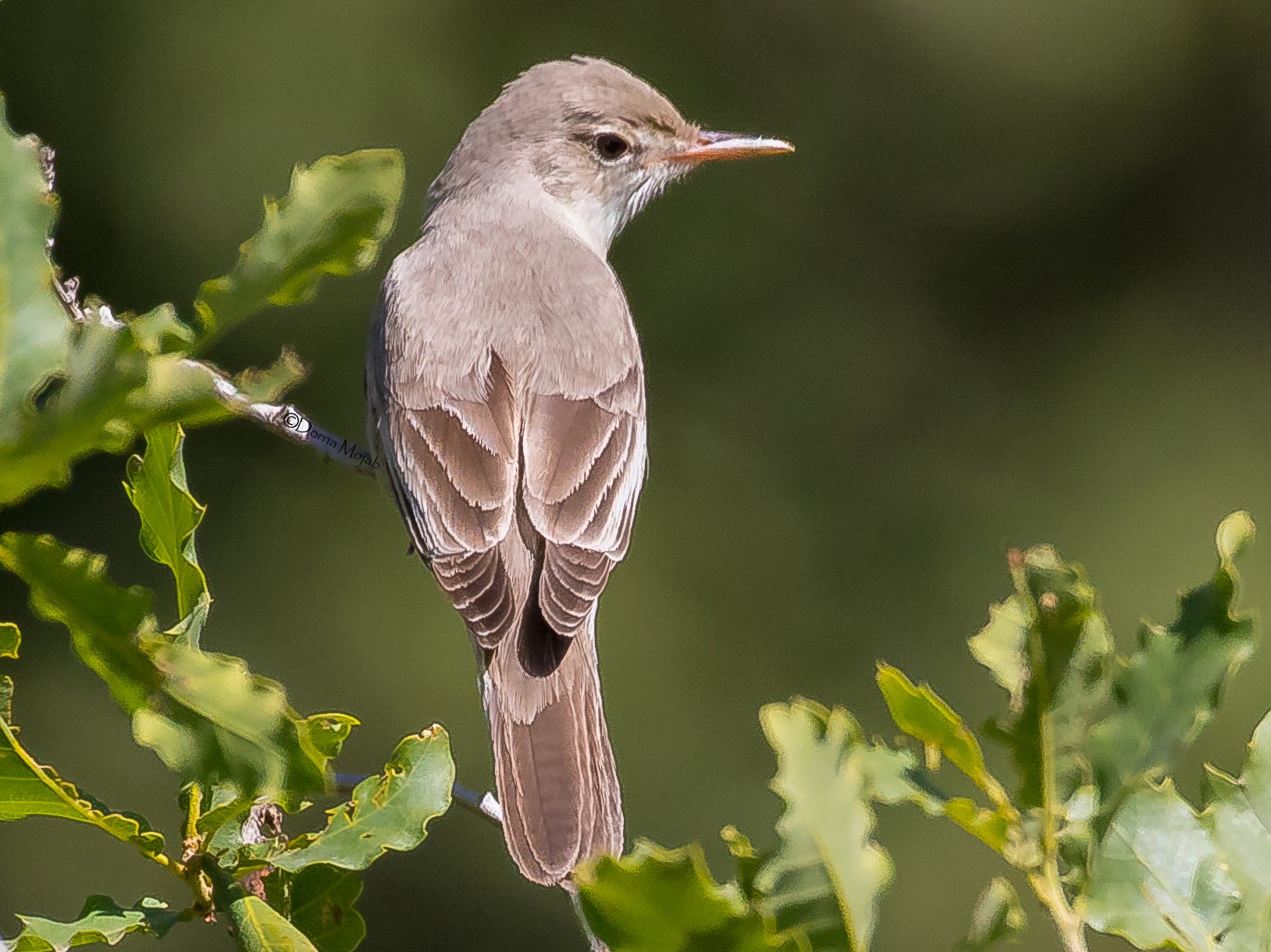 Upcher's Warbler eBird