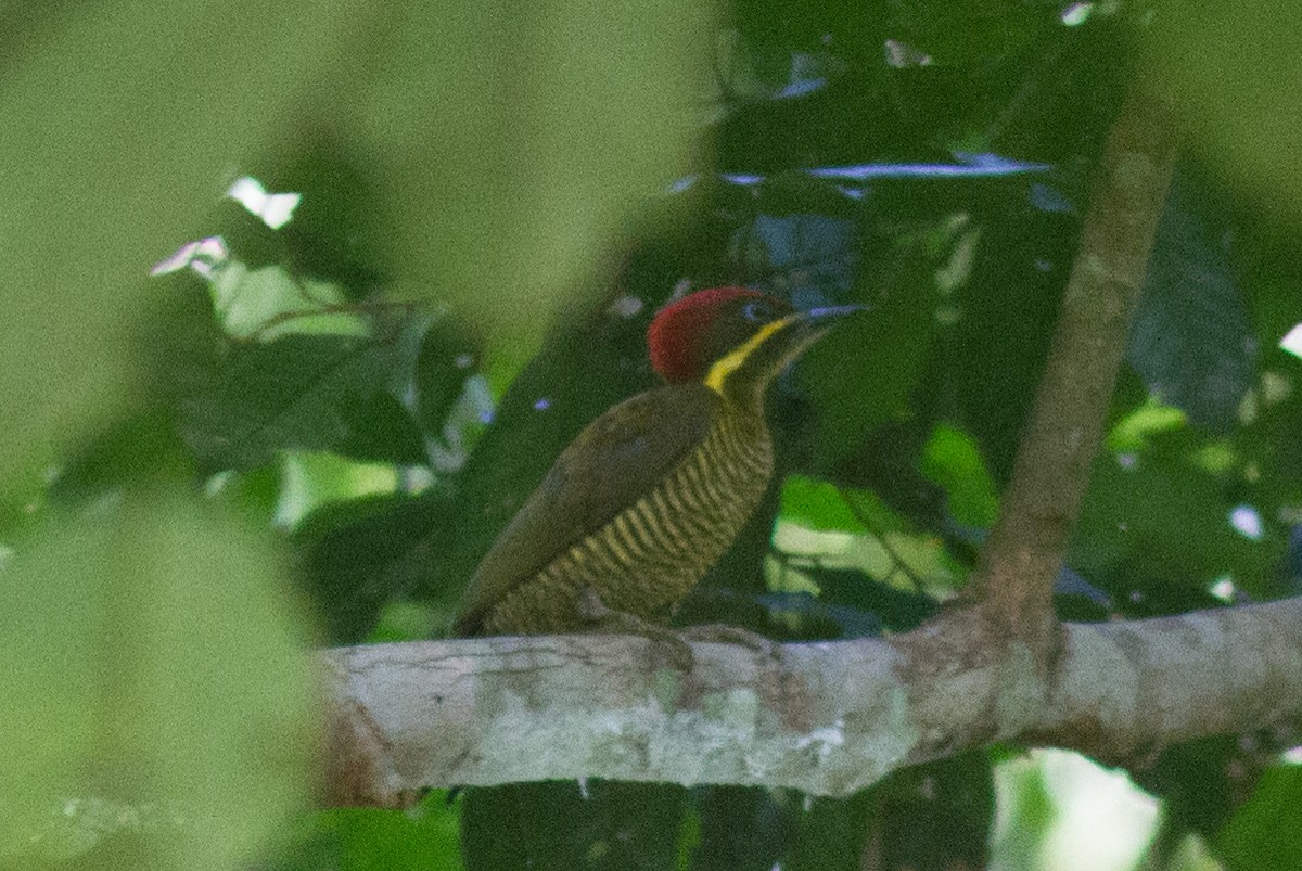 Golden-green Woodpecker - Justyn Stahl