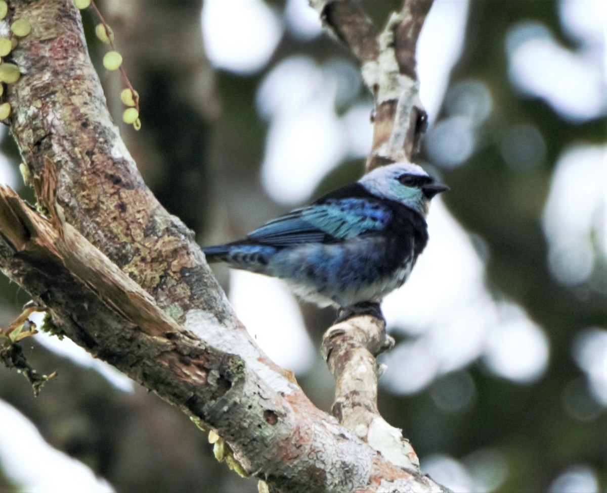 Masked Tanager - Sue Riffe