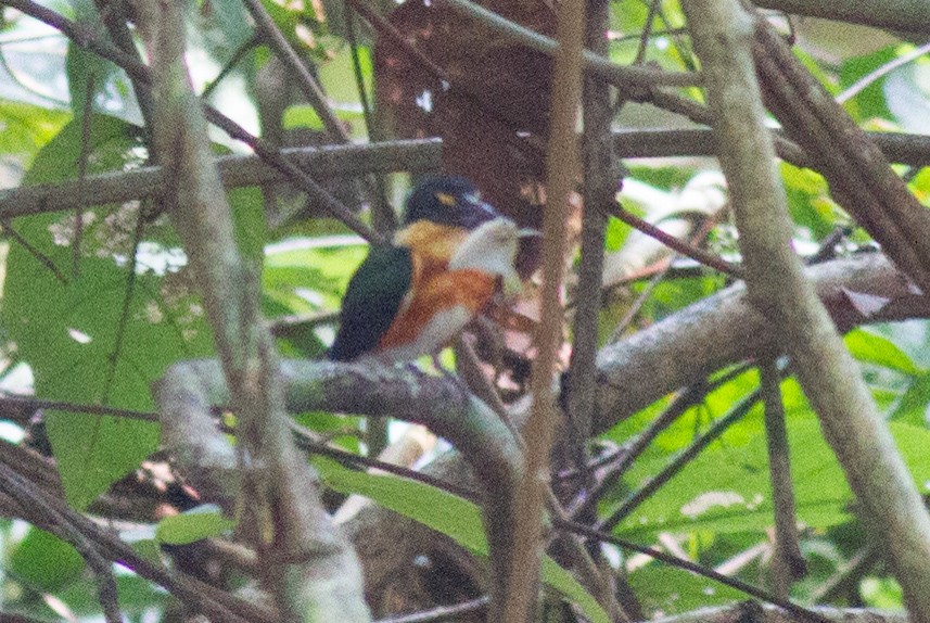 American Pygmy Kingfisher - ML140163741