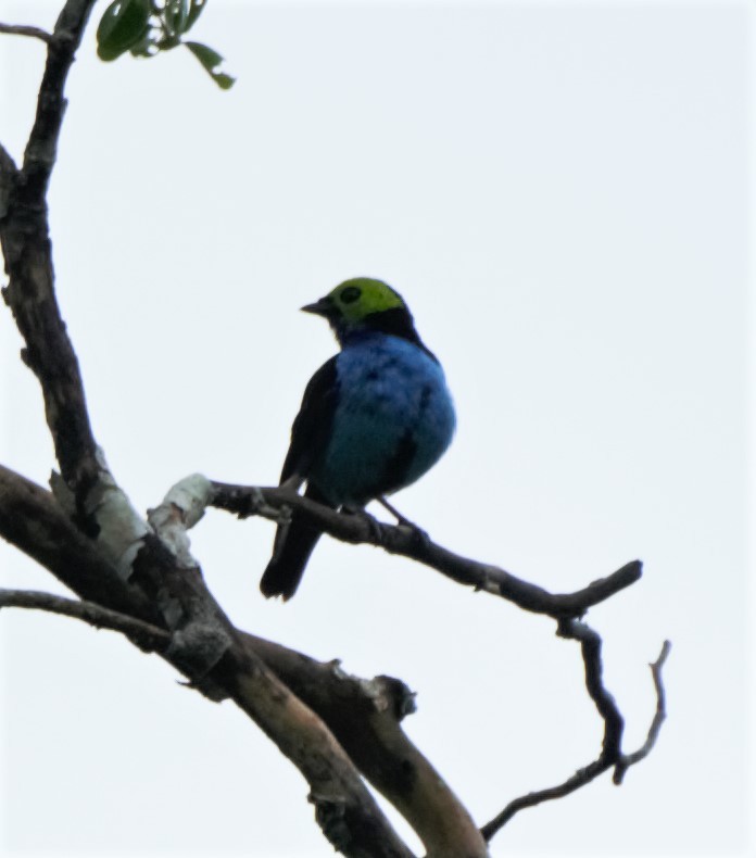 Paradise Tanager - Sue Riffe