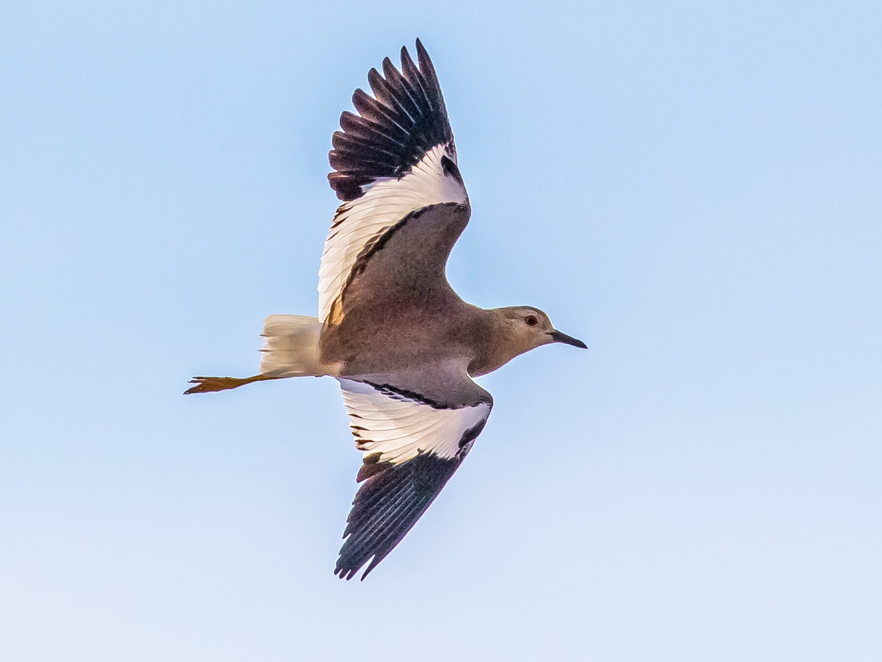 White-tailed Lapwing - Dorna Mojab