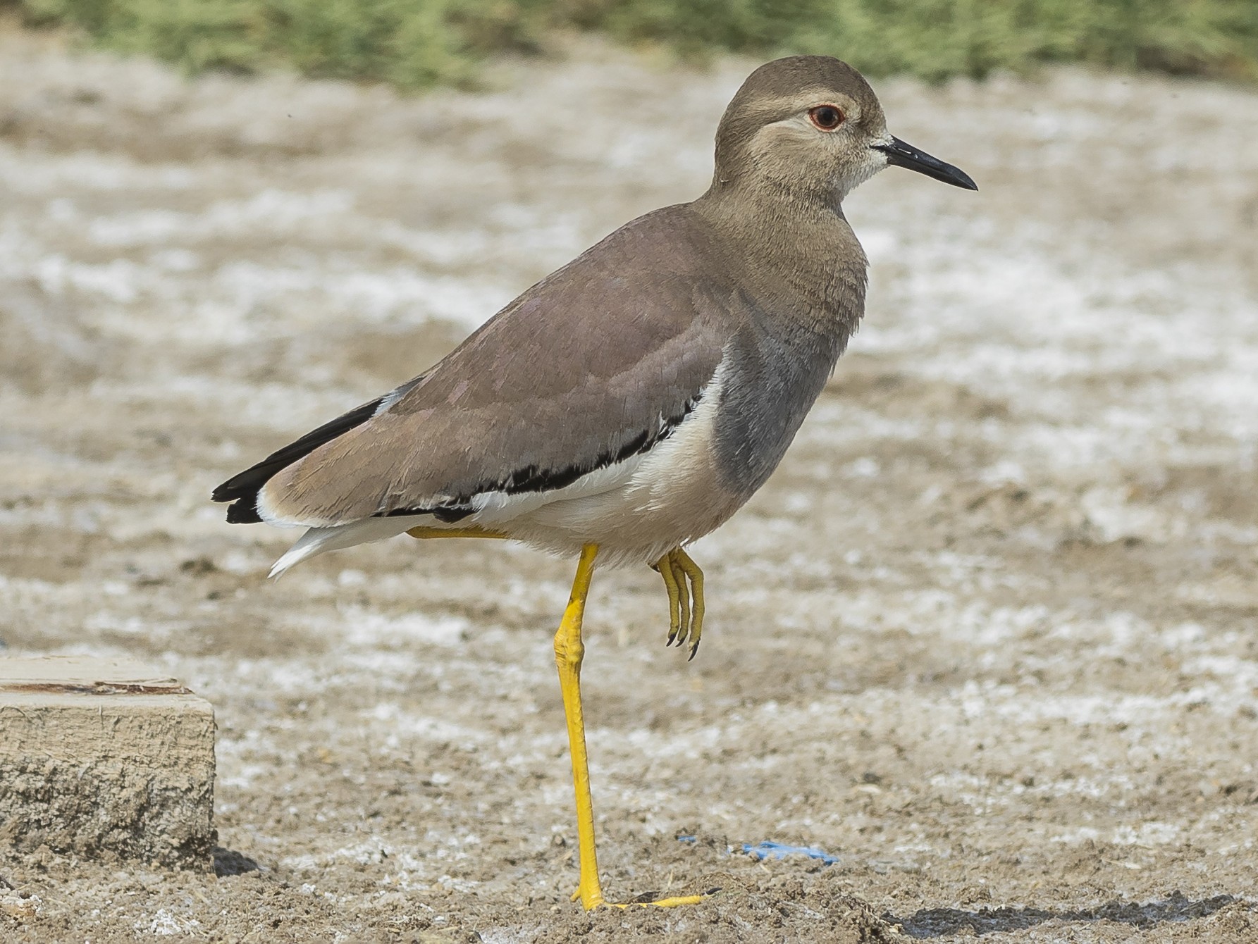 White-tailed Lapwing - Markus Craig