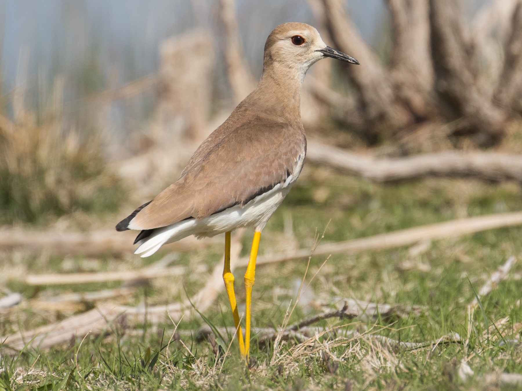 White-tailed Lapwing - James Kennerley