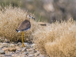  - White-tailed Lapwing