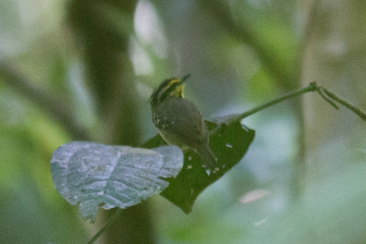 Yellow-browed Antbird - ML140164251
