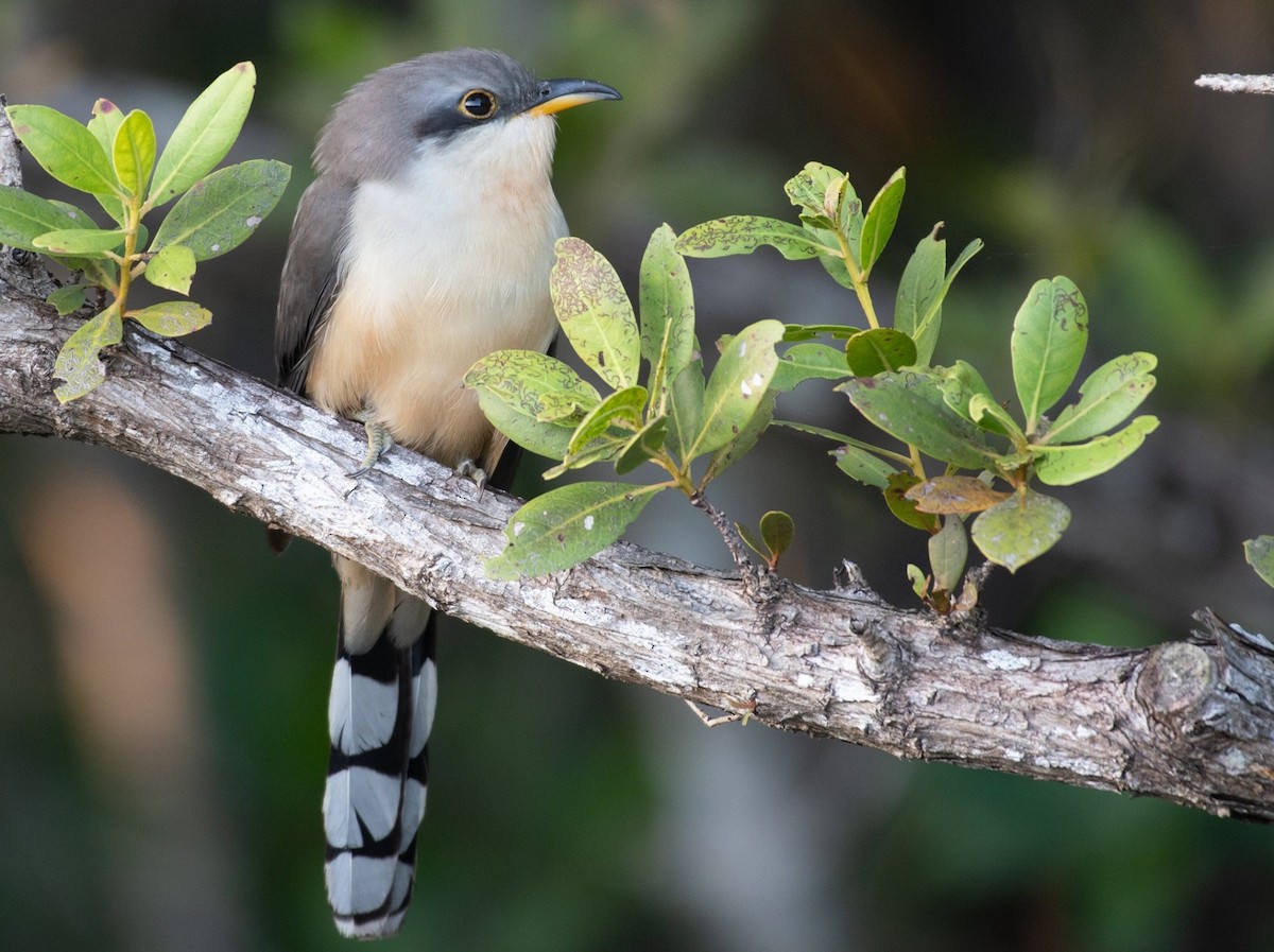 Mangrove Cuckoo - matthew jensen
