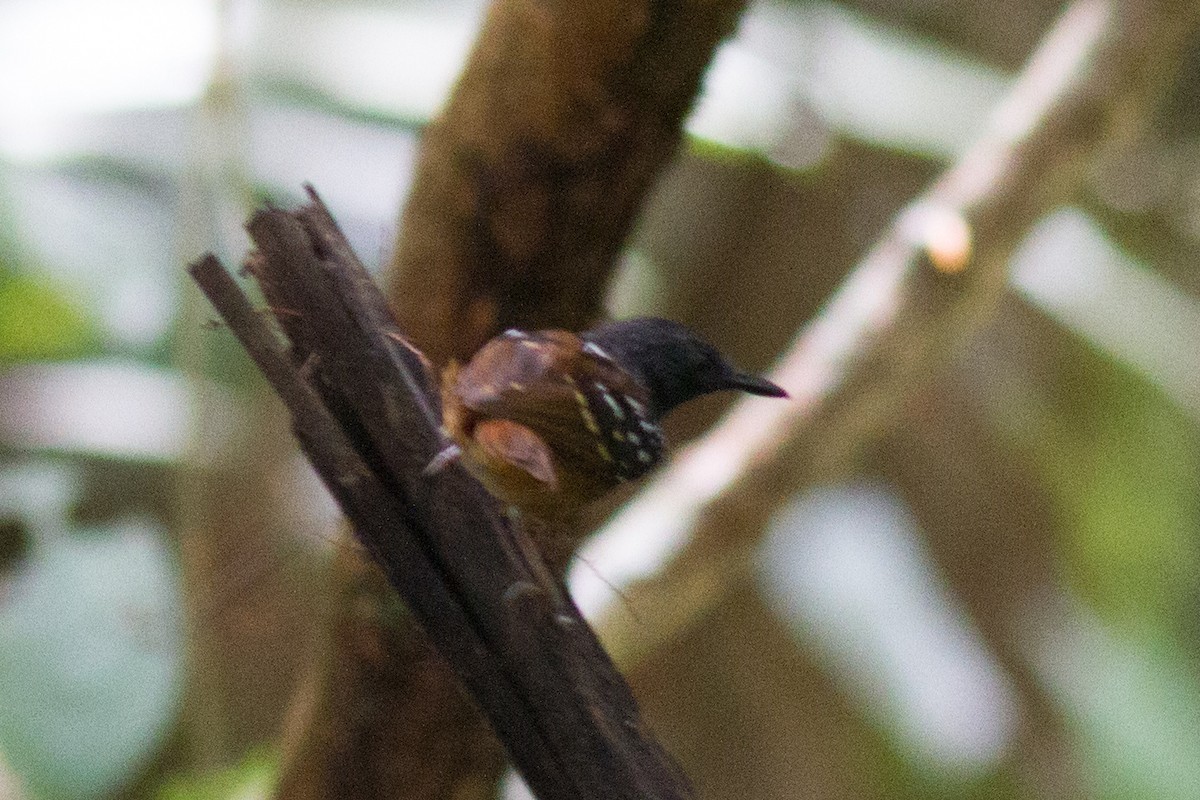 Chestnut-tailed Antbird - ML140166761