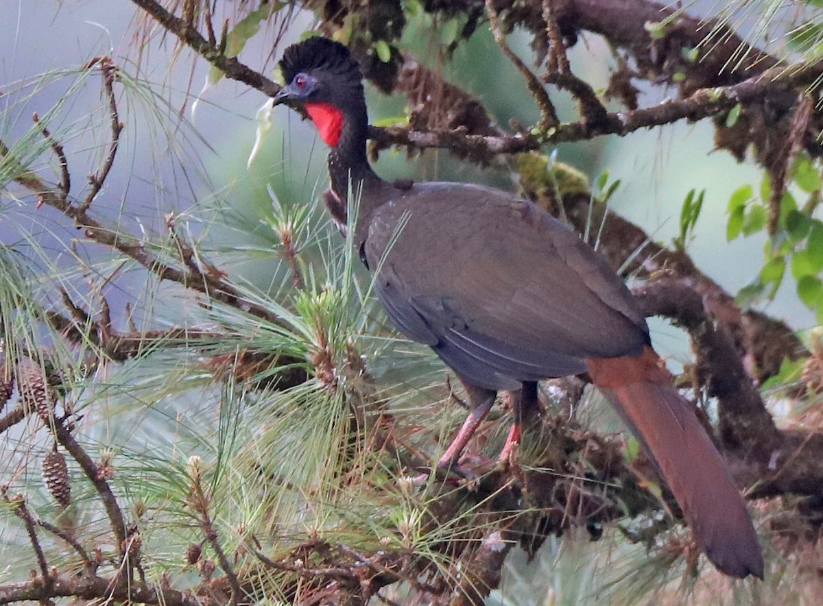 Crested Guan - ML140167401