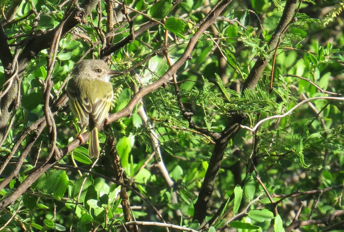Pearly-vented Tody-Tyrant - Javier Márquez