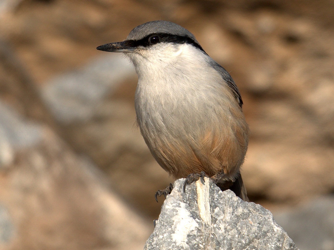 Western Rock Nuthatch - Fanis Theofanopoulos (ASalafa Deri)