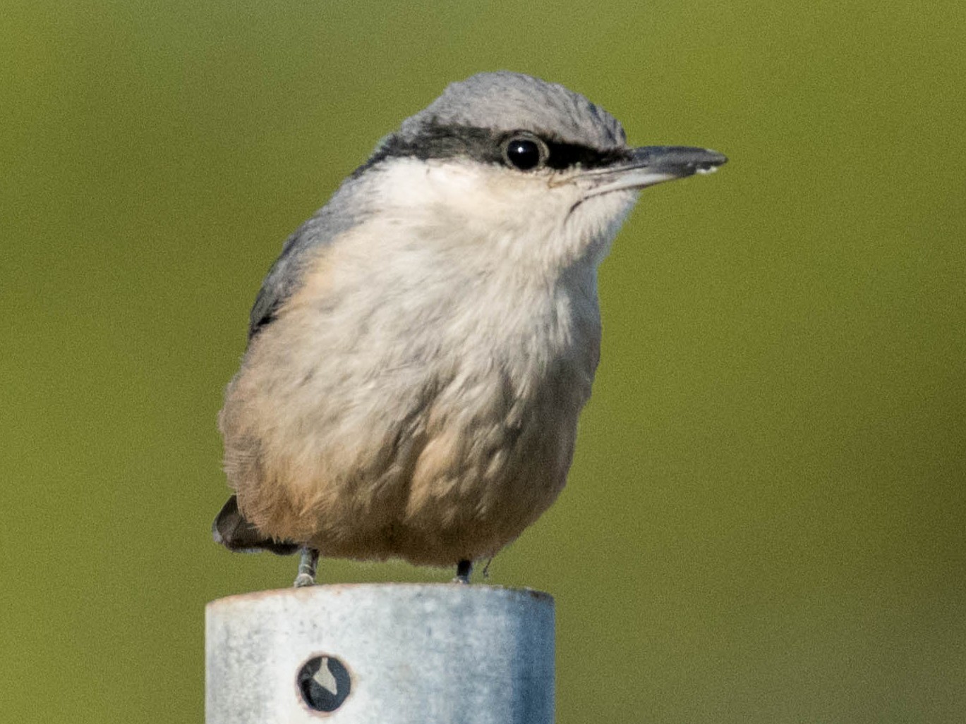 Western Rock Nuthatch - Raphaël Nussbaumer