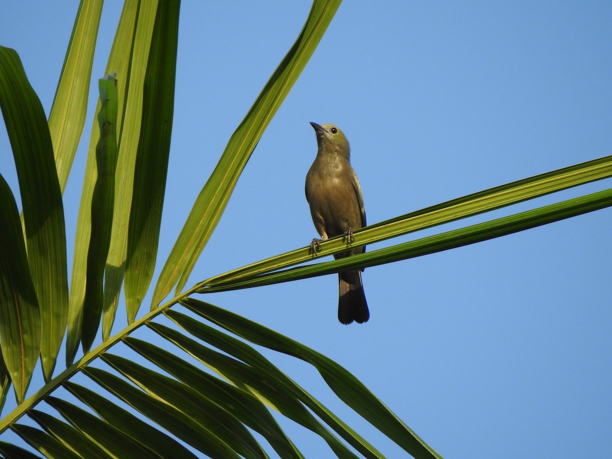 Palm Tanager - ML140168871