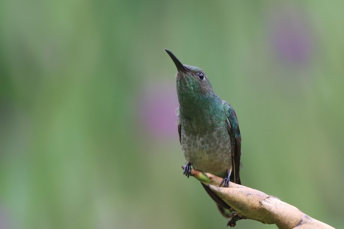 Scaly-breasted Hummingbird - Walter Thorne