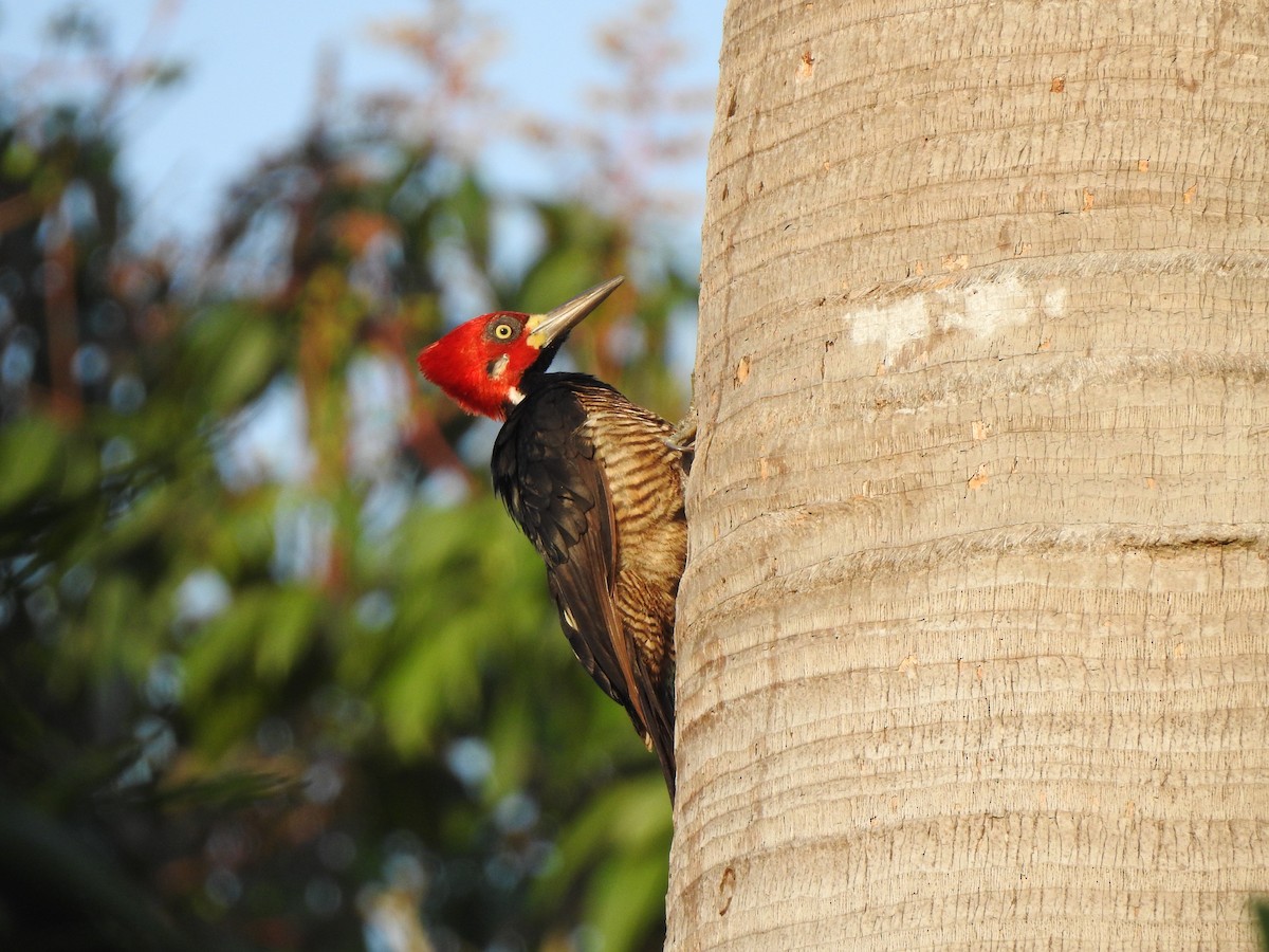Crimson-crested Woodpecker - ML140169361