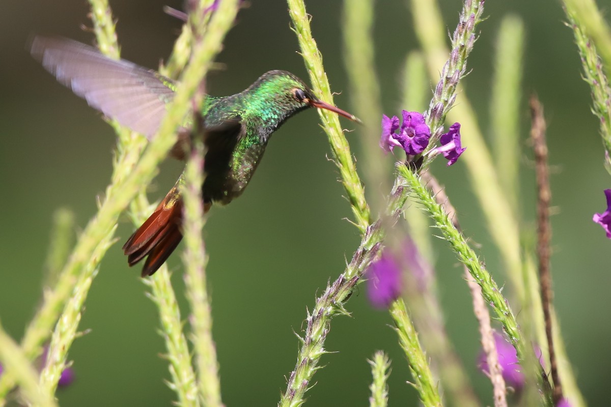 Rufous-tailed Hummingbird - Walter Thorne