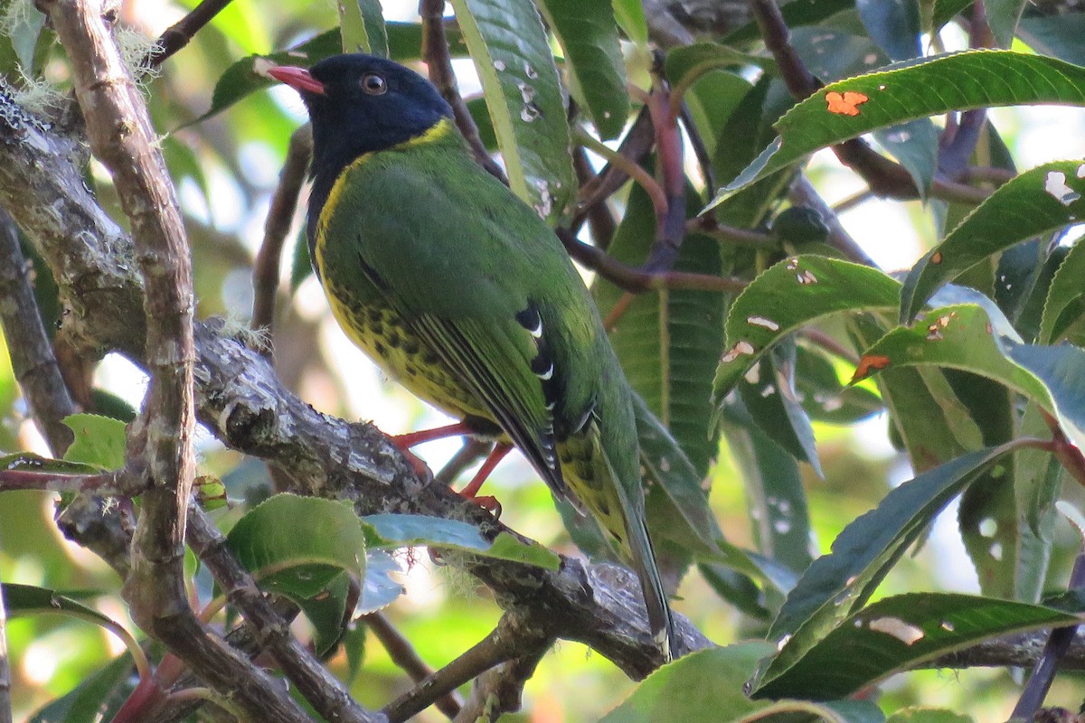Band-tailed Fruiteater - ML140170431
