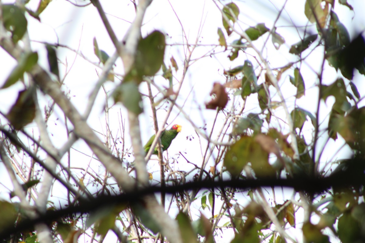 Yellow-lored Parrot - Angel Castillo Birdwatching Guide