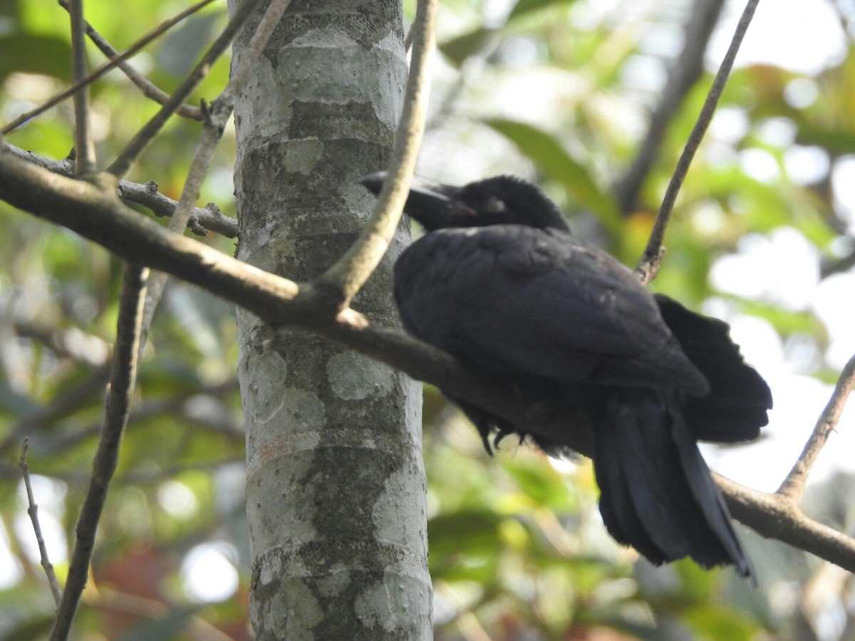 Large-billed Crow - ML140171501