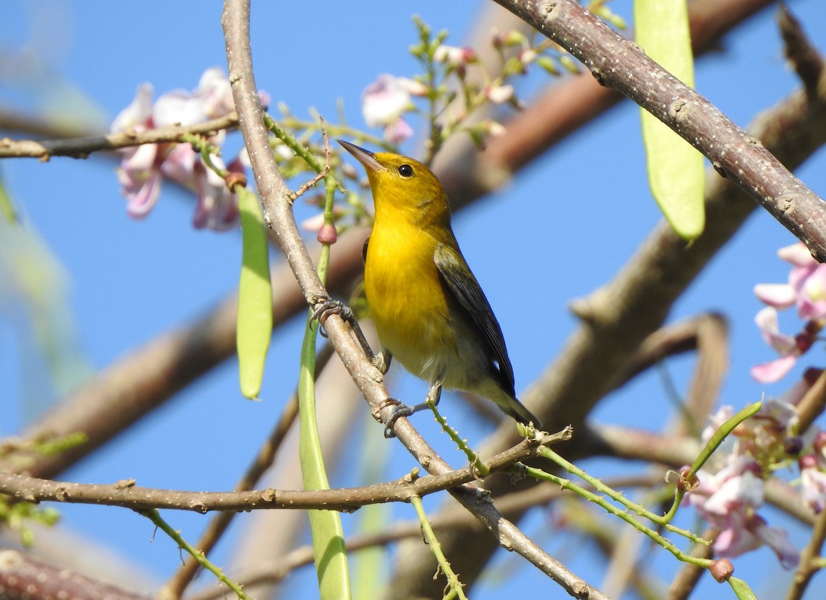 Prothonotary Warbler - ML140172841