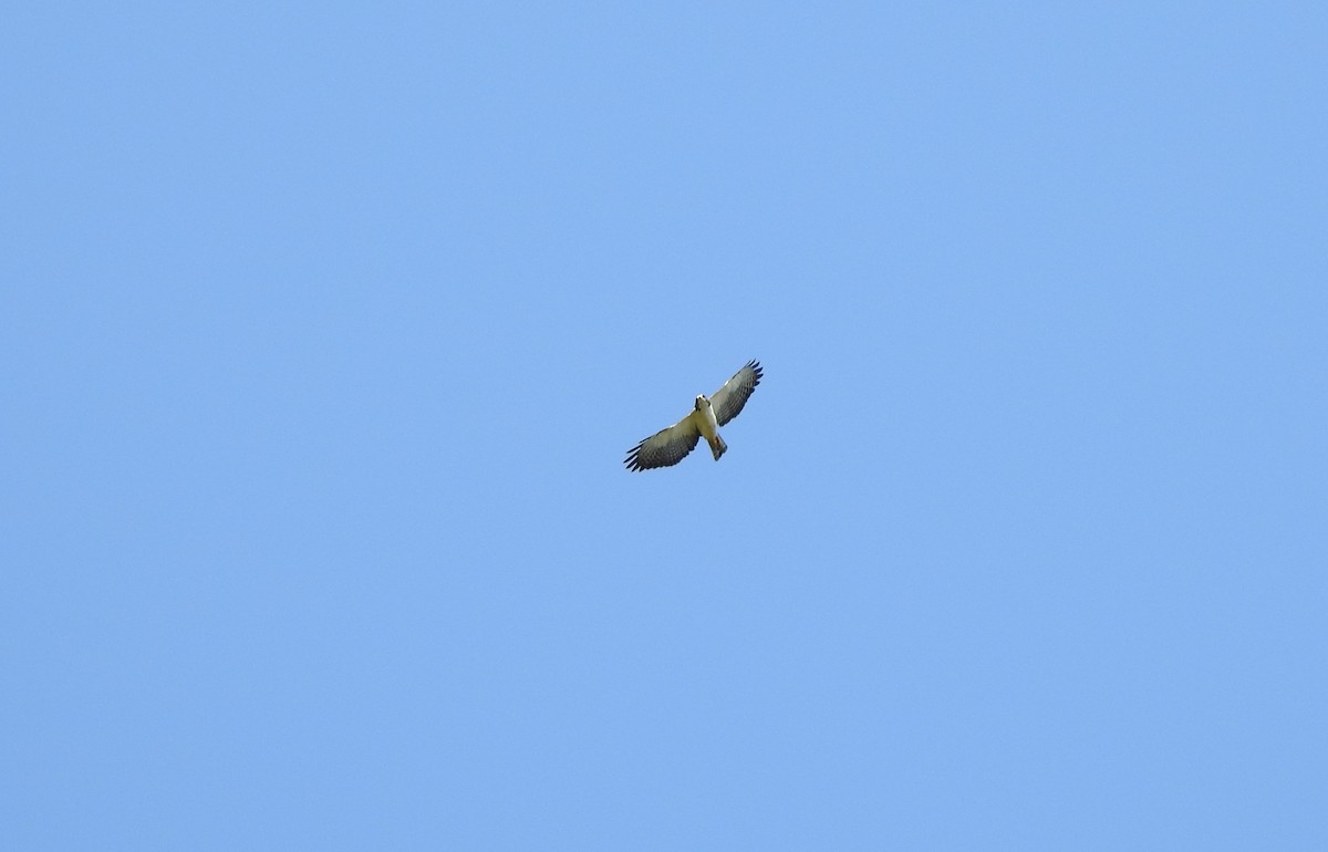 Short-tailed Hawk - ML140173251