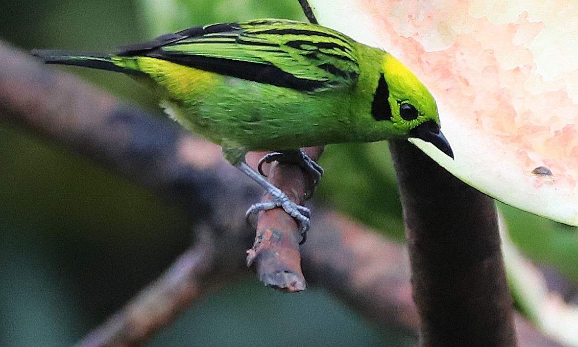 Emerald Tanager - ML140174301
