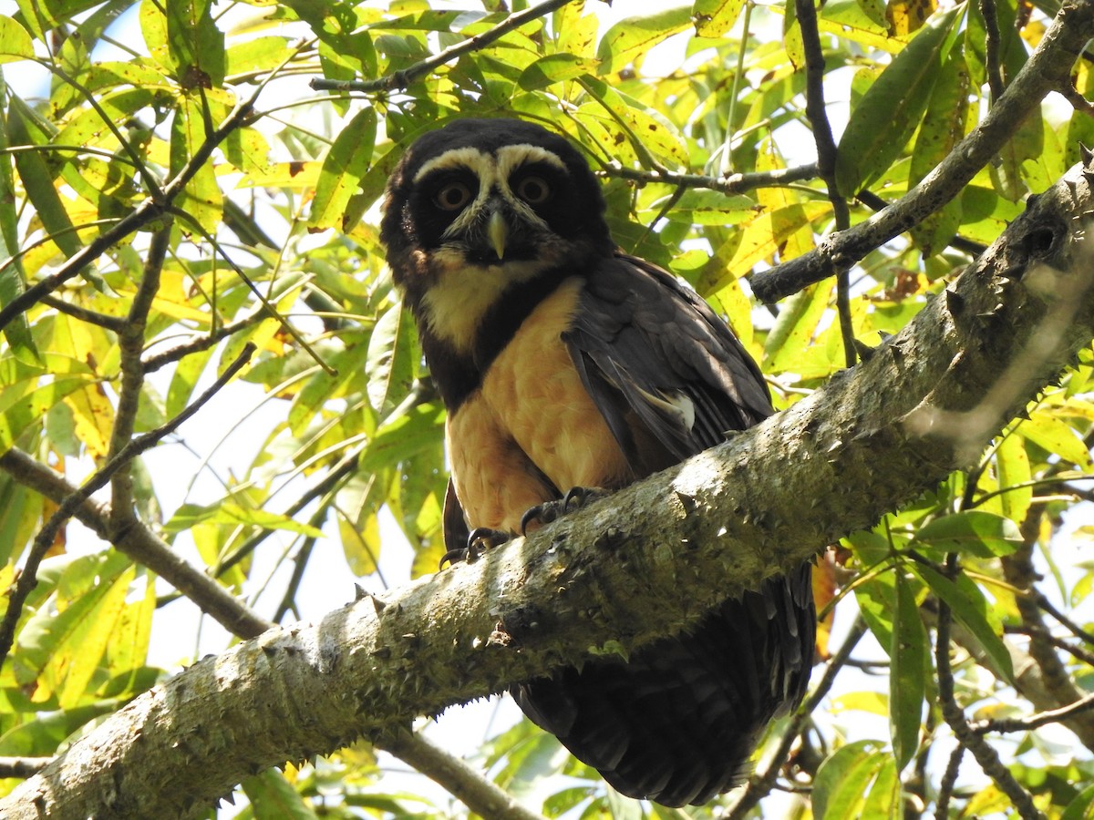 Spectacled Owl - Hugo Vides