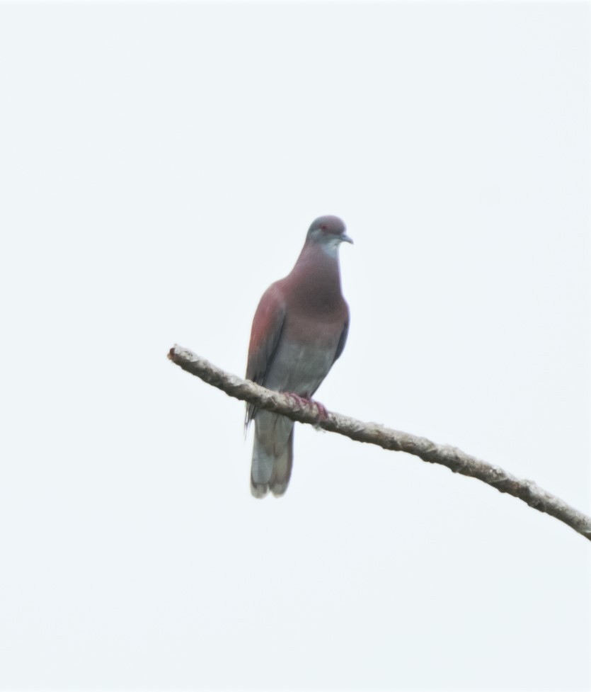 Рыжспинный голубь - ML140174941