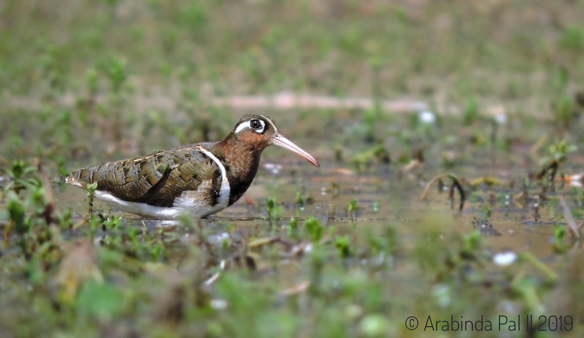Greater Painted-Snipe - ML140175091