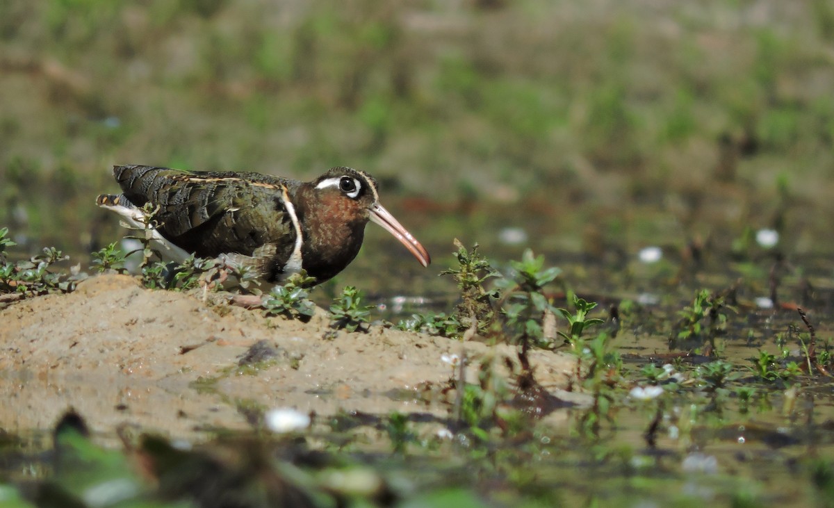 Greater Painted-Snipe - ML140175151