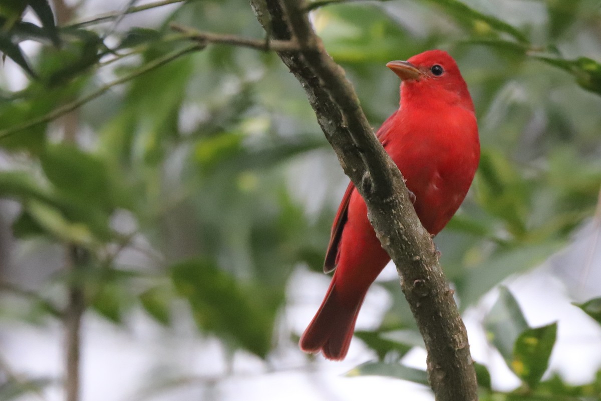 Summer Tanager - Walter Thorne