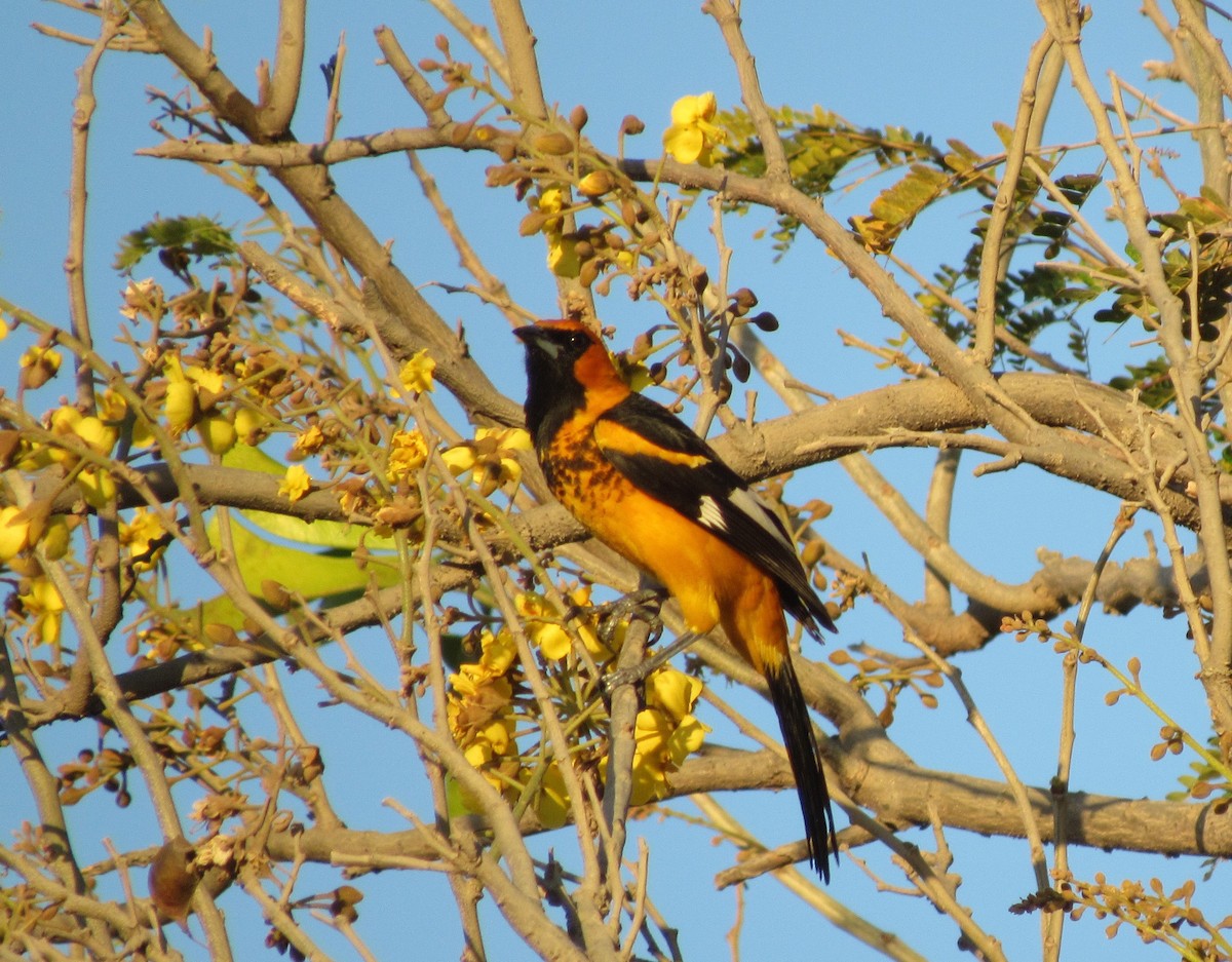 Spot-breasted Oriole - Jim Zook