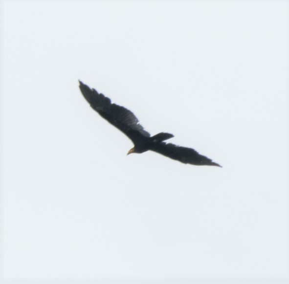 Greater Yellow-headed Vulture - ML140175811