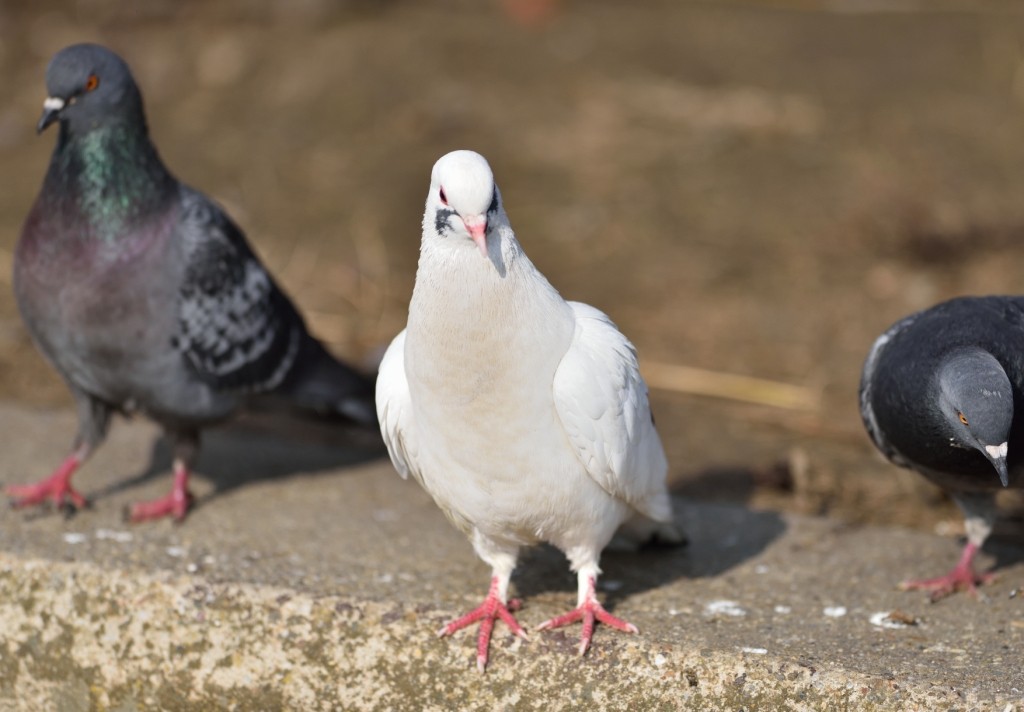 Rock Pigeon (Feral Pigeon) - ML140176091