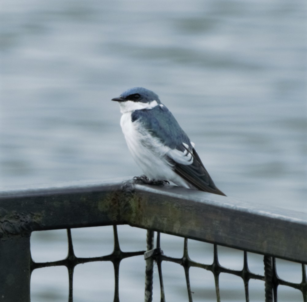 White-winged Swallow - ML140176101