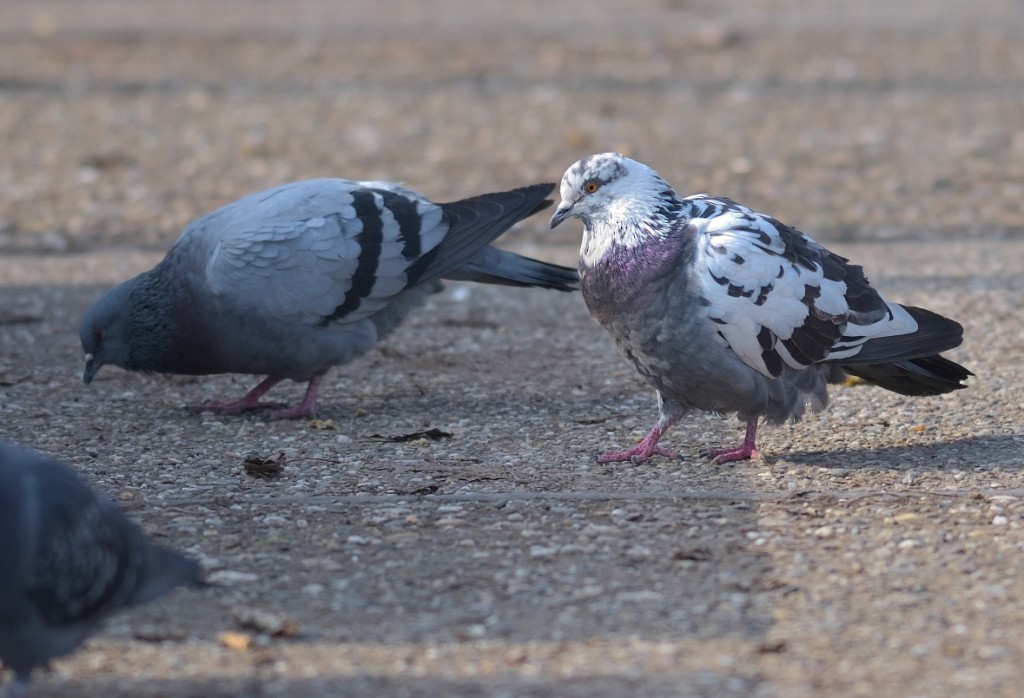 Rock Pigeon (Feral Pigeon) - ML140176111