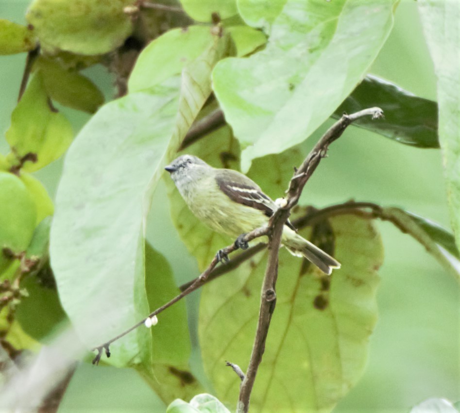 Yellow-crowned Tyrannulet - ML140176241