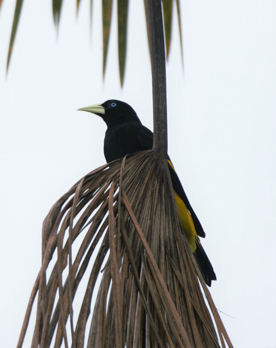 Yellow-rumped Cacique (Amazonian) - ML140176431