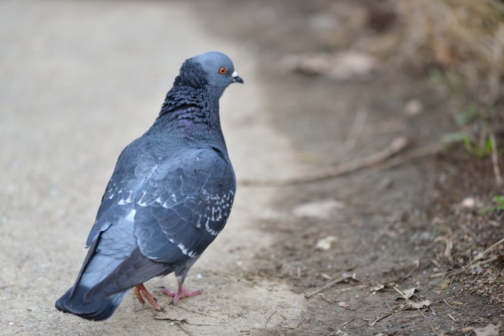 pigeon/dove sp. - ML140177311