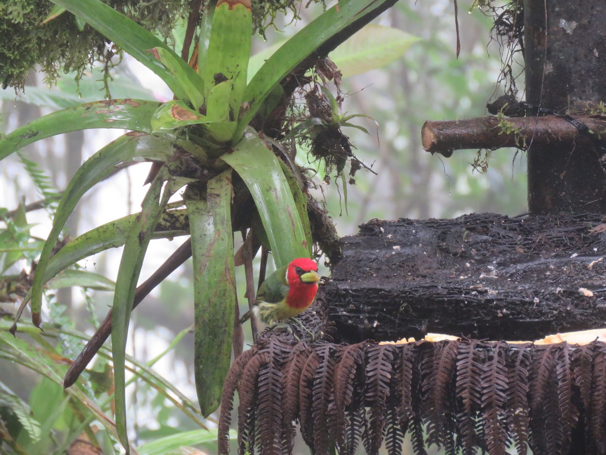 Red-headed Barbet - Louise Falcon