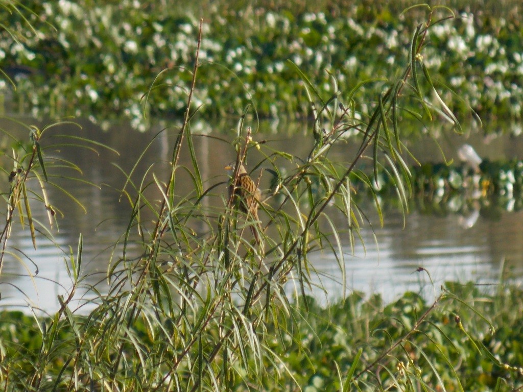 Wedge-tailed Grass-Finch - Joel Martinez