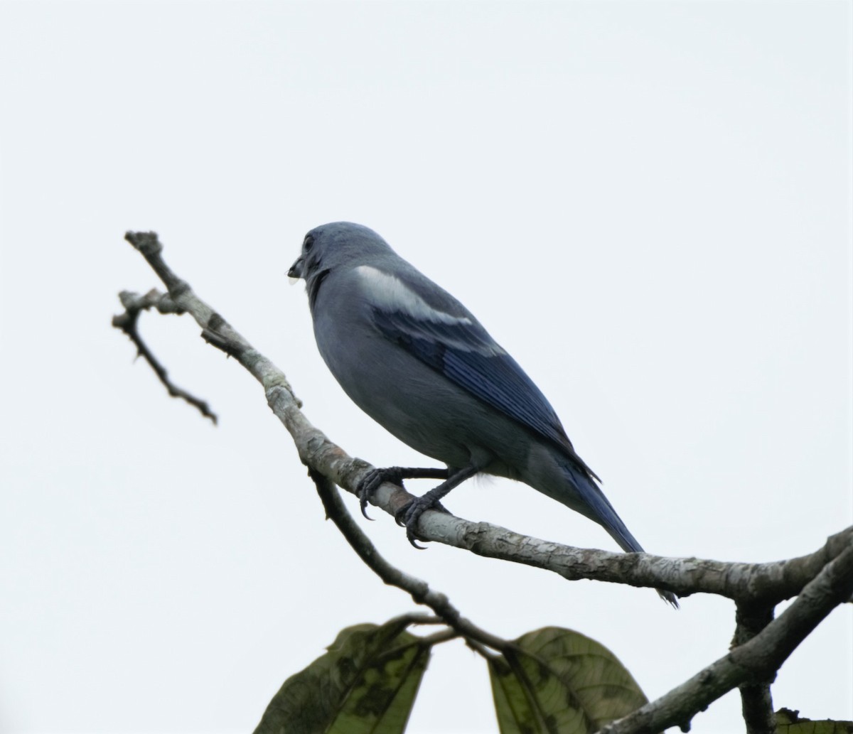 Blue-gray Tanager (White-edged) - ML140178621