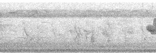 holub marianský - ML140179
