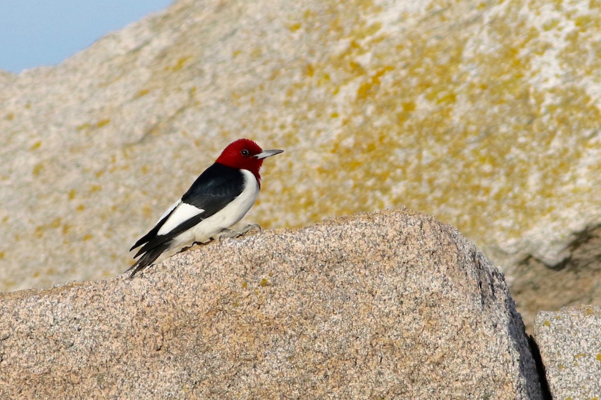 Red-headed Woodpecker - Keenan Yakola
